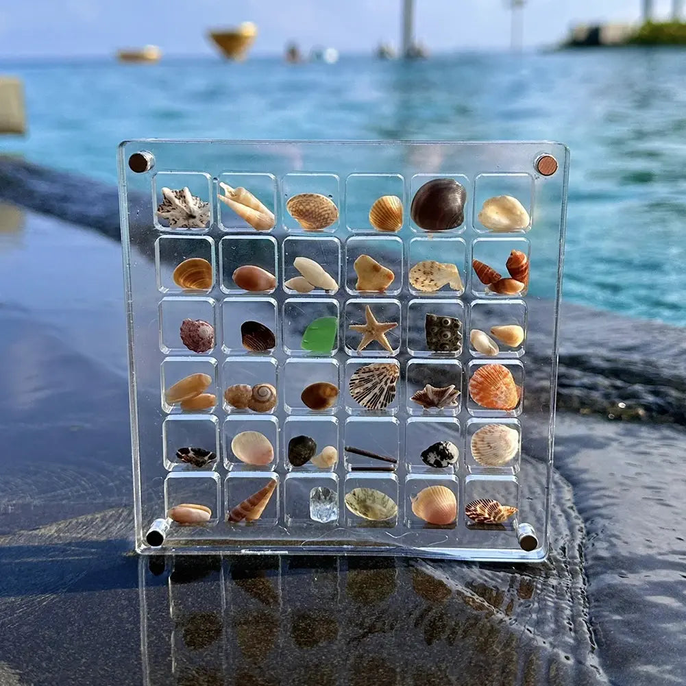 Caja de presentación de conchas marinas magnéticas de acrílico