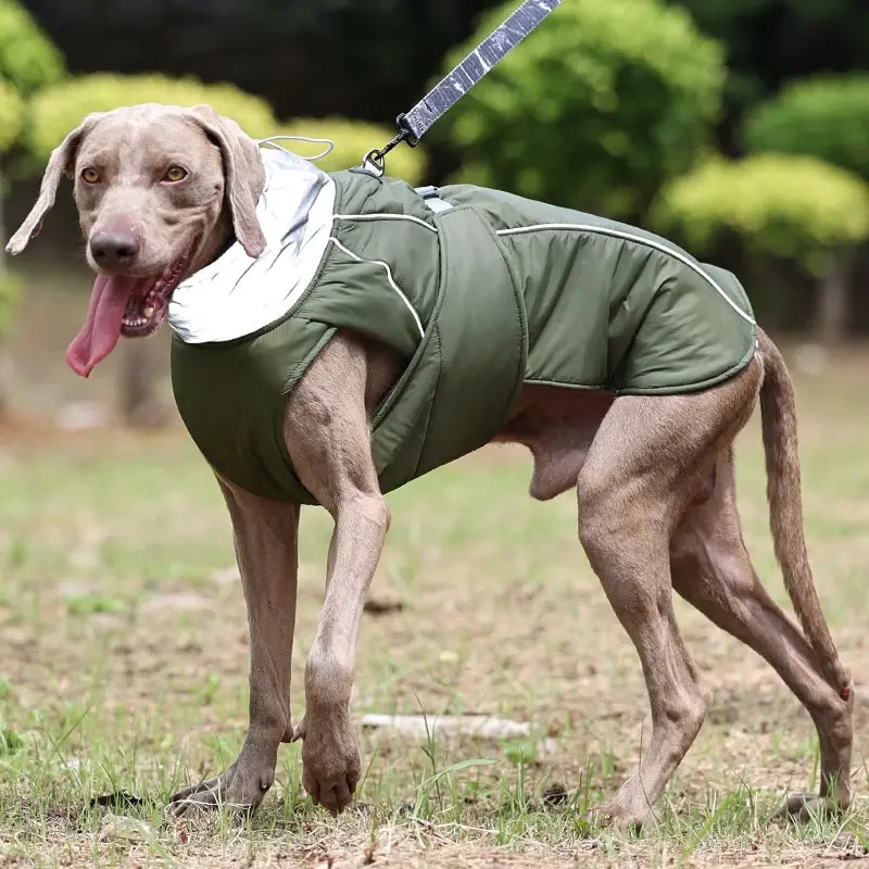 Ropa para perros Chaqueta de invierno de lujo