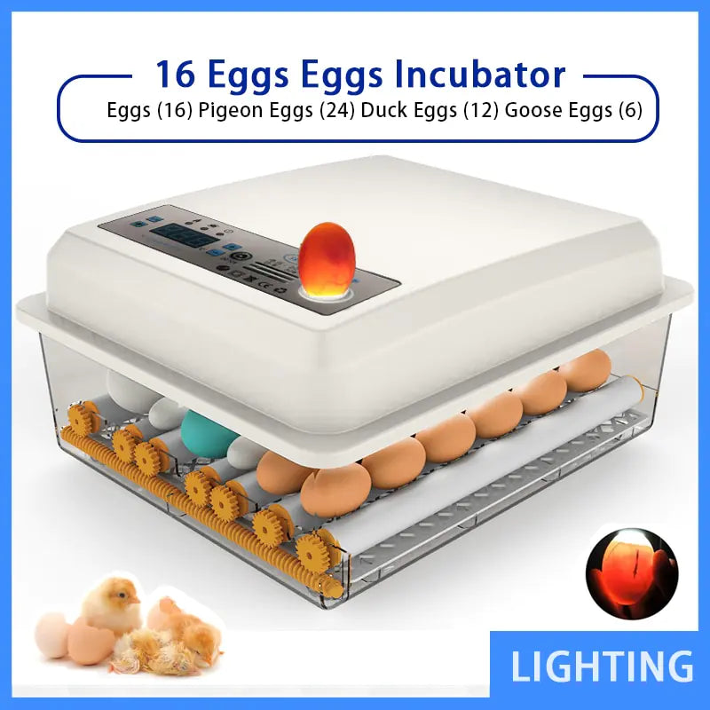 Efficient Incubation For Healthy Hatchlings Assured