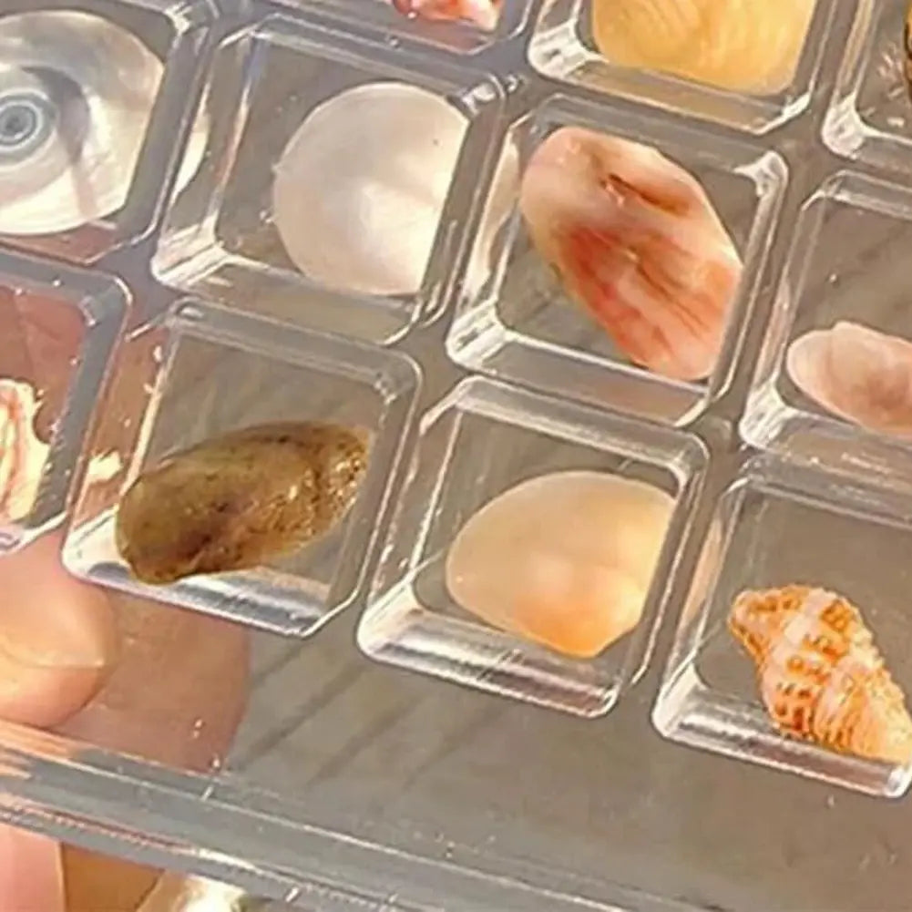 Caja de presentación de conchas marinas magnéticas de acrílico